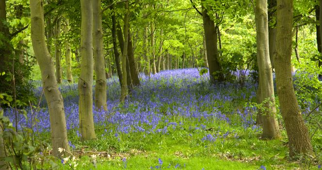 A woodland full of bluebell flowers