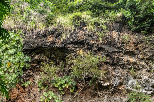 Kamokila Village, Kauai, Hawaii, USA. - January 16, 2020: Closeup of green plant vegetation on black lava rock cliff. Brown spots on stone created by water flow.