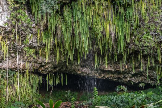 Kamokila Village, Kauai, Hawaii, USA. - January 16, 2020: Green sword ferns hang and water falls over Fern grotto in brown and black lava rock cliff. Plenty of other green plants.