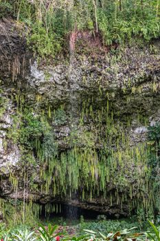 Kamokila Village, Kauai, Hawaii, USA. - January 16, 2020: Portrait of Green sword ferns hang and water falls over Fern grotto in brown and black lava rock cliff. Plenty of other green plants.