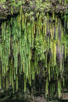 Kamokila Village, Kauai, Hawaii, USA. - January 16, 2020: Closeup of group of Green sword ferns hang from rocky cliff. 