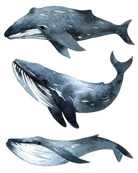 Watercolor illustration of floating blue whale. Set of animals.