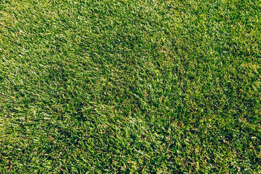 Green grass for use as nature background. Green grass, The front lawn for background, Garden landscape design, Garden decoration for the background. 