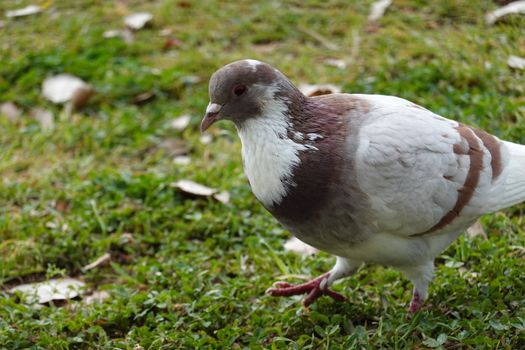 A brown and white bird standing in the grass. High quality photo