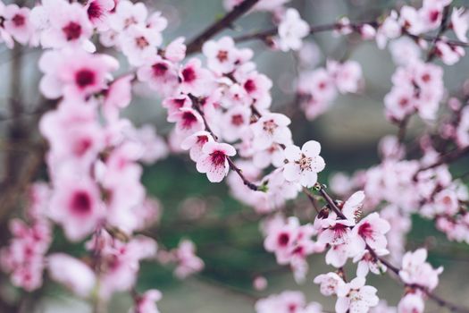 Spring border or background art with pink blossom. Beautiful nature scene with blooming tree and sun flare. Easter Sunny day. Spring flowers. Beautiful Orchard Abstract blurred background. Springtime.