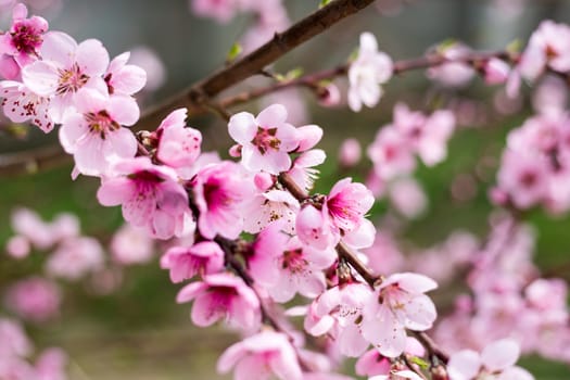 Spring border background with blossom, close-up. Abstract floral spring background. Blossoms over blurred nature background/ Spring flowers/Spring Background with bokeh