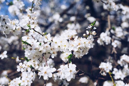 Spring border or background art with pink blossom. Beautiful nature scene with blooming tree and sun flare. Easter Sunny day. Spring flowers. Beautiful Orchard Abstract blurred background. Springtime.