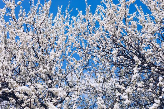 Flowering cherry against a blue sky. Cherry blossoms. Spring background. Blossoming cherry trees in spring. Spring Cherry blossoms, pink flowers.