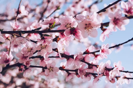 Spring blossom background. Beautiful nature scene with blooming tree and sun flare. Sunny day. Spring flowers. Beautiful Orchard. Abstract blurred background. Springtime