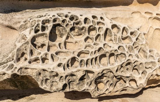 Sydney, Australia - February 11, 2019: Closeup of Spectacular rock outcrop at Bronte Beach South cliffs, made by erosion.. Sponge-like borders of shell like plates sticking out.