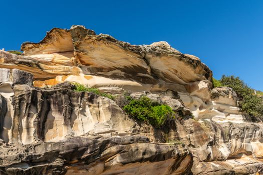 Sydney, Australia - February 11, 2019: Oyster Shell like rock formation made by erosion on South shore cliffs overlooking Bronte Beach under blue sky. Some green vegetation on side. Dominant yellows and browns.