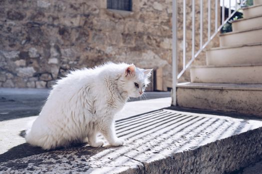 Cute cat washing itself on the street. Cat cleaning himself in the street, under the sun. He is against a nice old stone wall. Street cat being lazy. Cat sitting to clean himself on the wall.