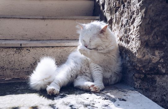 Cute cat washing itself on the street. Cat cleaning himself in the street, under the sun. He is against a nice old stone wall. Street cat being lazy. Cat sitting to clean himself on the wall.