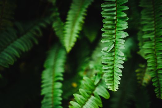 Selective focus closed up tropical summer green leaf background with sunlight.