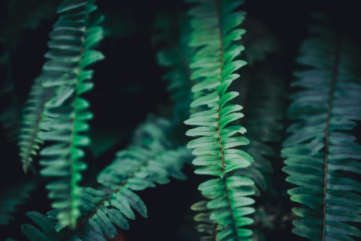 Selective focus closed up tropical summer green leaf background with sunlight.