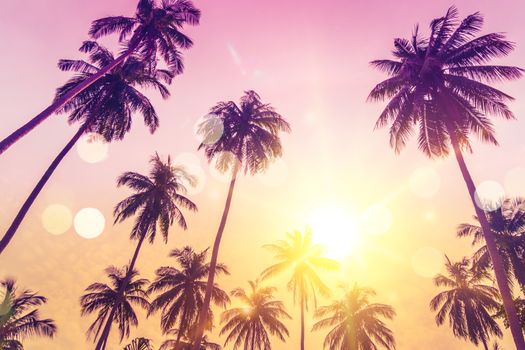 Tropical palm coconut trees on sunset sky flare and bokeh nature colorful fun background.