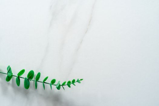 Top view of white tone marble texture abstract background with green natural leaf as frame decoration.