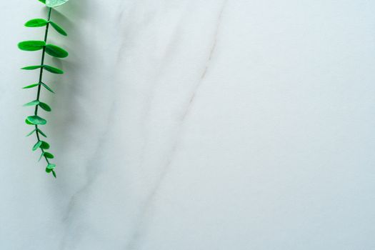 Top view of white tone marble texture abstract background with green natural leaf as frame decoration.