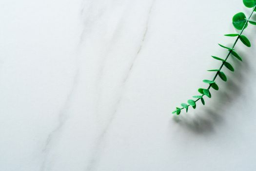 Top view of white tone marble texture abstract background with green natural leaf as frame decoration.