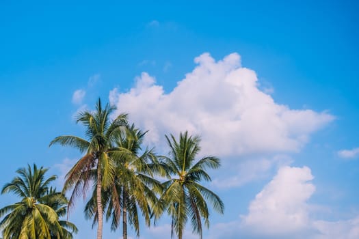Tropical palm trees with summer blue sky background.