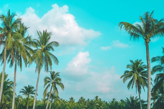 Tropical palm trees with summer blue sky background.