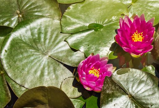 Beautiful view from above of a pond with green leaves and pink Lotus flowers, sunlight, copy of space.