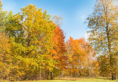 Autumn trees against the sky in a forest or Park.