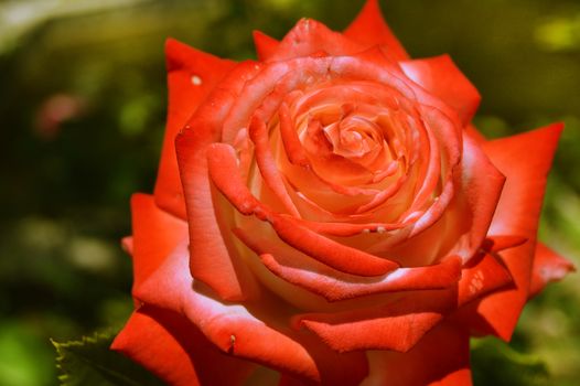 One red rose on a Bush on a Sunny summer morning outdoors.