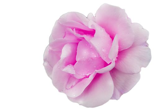 Close up of a single flower of a delicate pink rose on a white background isolated by clipping.