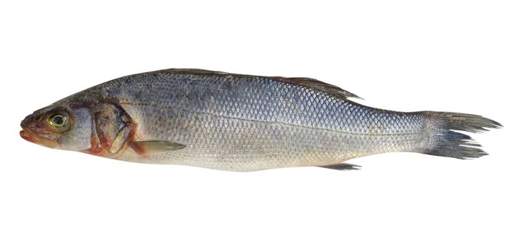 Fresh Seabass fish isolated on white. Clipping path included.