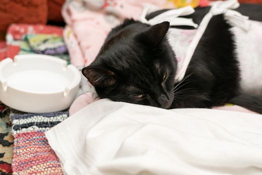 a black sick cat is lying at the saucer, dressed in a bandage, blanket and recovering from surgery