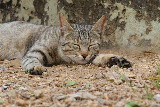 A young cat sleeping on the ground with legs spread