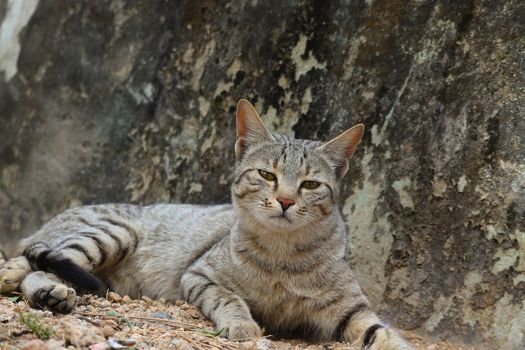 A young cat sitting on the ground looking at the camera, animals images