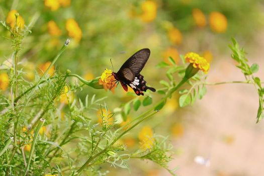 A swallowtail butterfly, black butterfly sucking the juice of marigold flowers