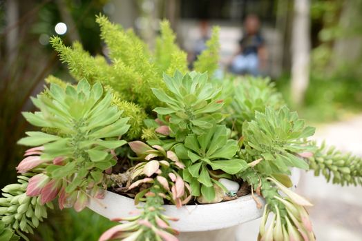 Green ornamental plants in pots And blurred backgrounds