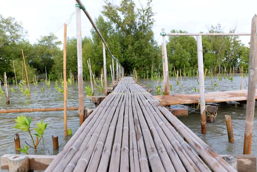 The bamboo bridge is above the sea. Make a pathway to visit the mangrove forest Gulf of Thailand coast