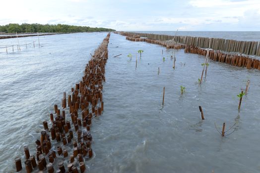 Bamboo and cement poles Embroidered in the sea in a row To slow down the waves