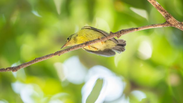 Bird (Brown-throated sunbird, Plain-throated sunbird) baby bird yellow color perched on a tree in a nature wild