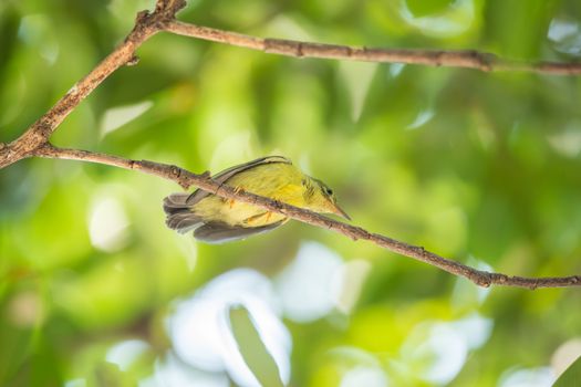 Bird (Brown-throated sunbird, Plain-throated sunbird) baby bird yellow color perched on a tree in a nature wild