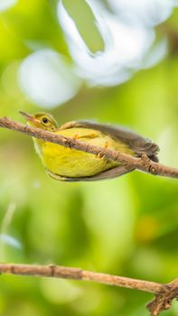 Bird (Brown-throated sunbird, Plain-throated sunbird) baby bird yellow color perched on a tree in a nature wild