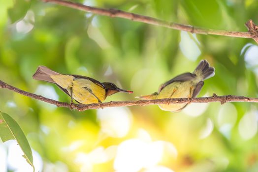 Bird (Brown-throated sunbird, Plain-throated sunbird) male yellow color feeding with baby bird perched on a tree in a nature wild