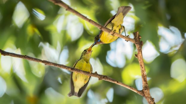 Bird (Brown-throated sunbird, Plain-throated sunbird) male yellow color feeding with baby bird perched on a tree in a nature wild