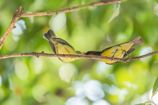 Bird (Brown-throated sunbird, Plain-throated sunbird) male yellow color feeding with baby bird perched on a tree in a nature wild