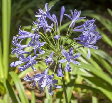 Close up of beautiful blooming wild flowers.