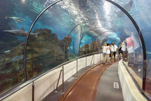 BARCELONA, SPAIN - JULY 4, 2015: Unidentified tourists looking at fishes at the aquarium of Barcelona.

Barcelona, Spain - July 4, 2015: Unidentified tourists looking at fishes at the aquarium of Barcelona.