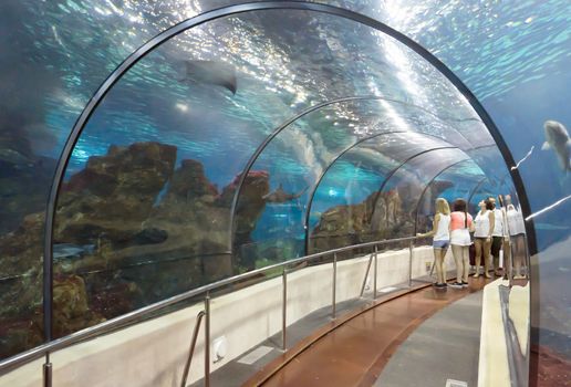 BARCELONA, SPAIN - JULY 4, 2015: Unidentified tourists looking at fishes at the aquarium of Barcelona.

Barcelona, Spain - July 4, 2015: Unidentified tourists looking at fishes at the aquarium of Barcelona.