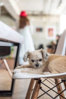 Dog so cute mixed breed with Shih-Tzu, Pomeranian and Poodle looking at something with interest when vacation travel