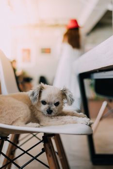 Dog so cute mixed breed with Shih-Tzu, Pomeranian and Poodle looking at something with interest when vacation travel