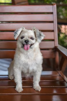 Dog so cute mixed breed with Shih-Tzu, Pomeranian and Poodle looking at something with interest when vacation travel