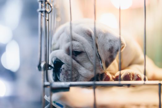 Puppy so cute sleeping or waiting alone in dog cage in pets shop or pets shelter with sadness and lonely and hope to freedom